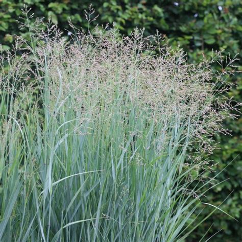 panicum house heavy metal|panicum virgatum prairie sky.